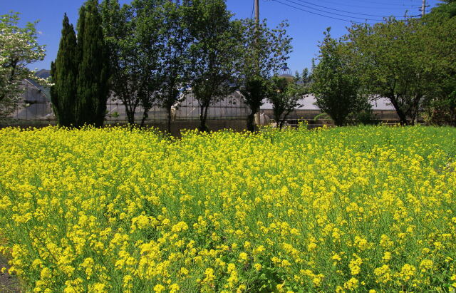 菜の花