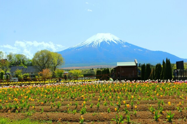 山中湖花の都公園