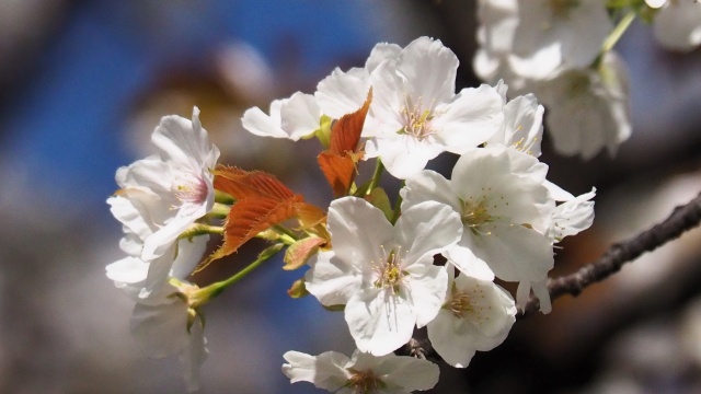 平野神社の桜