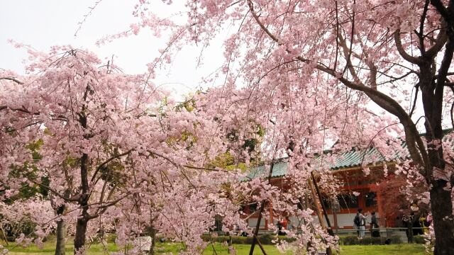 平安神宮のしだれ桜