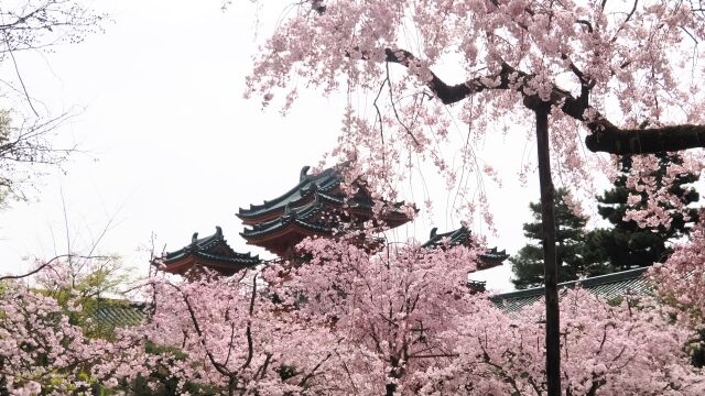 平安神宮のしだれ桜