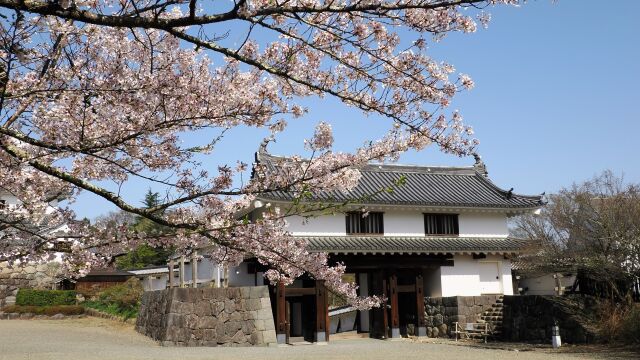 白石城の桜