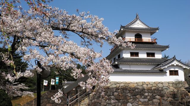 白石城の桜