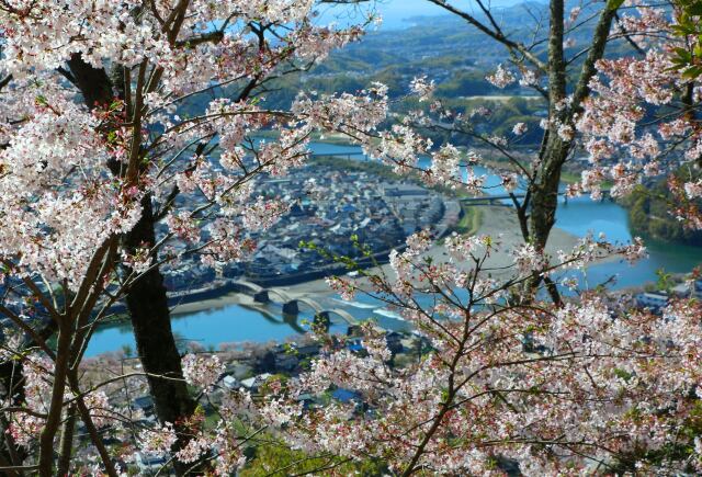 桜の中の錦帯橋