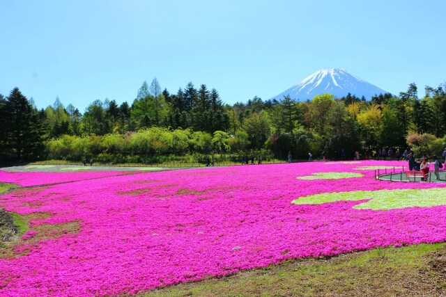 本栖湖芝桜