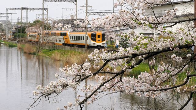 郡山城の桜と近鉄特急