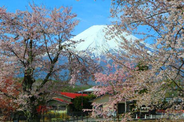 忍野八海