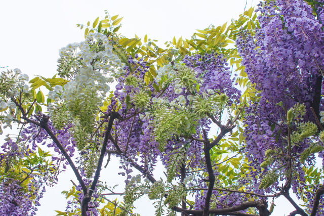 藤の花