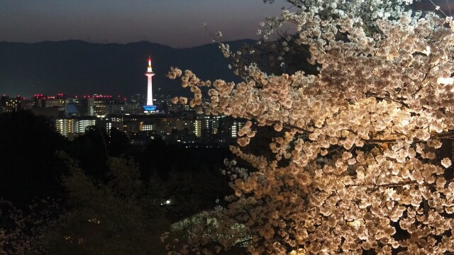 清水寺の夜桜と京都タワー