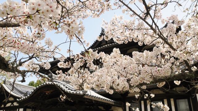 郡山城の桜