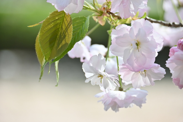 弘前城八重桜