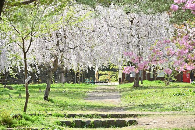 弘前城花すだれ