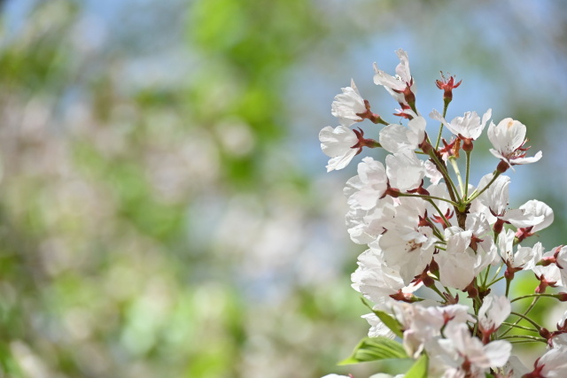 弘前城残り桜