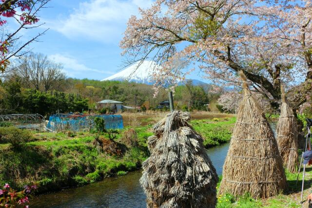 忍野八海