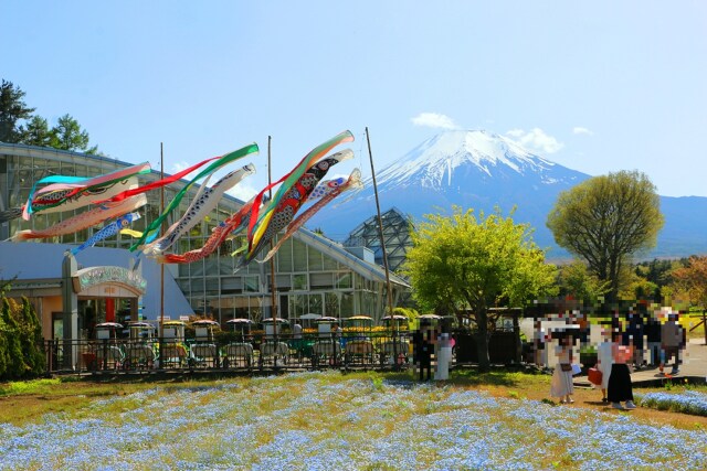 富士山と鯉のぼり