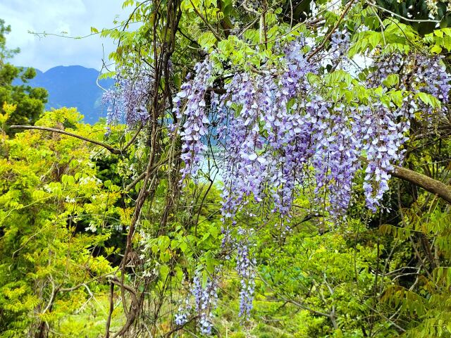 自生の藤の花