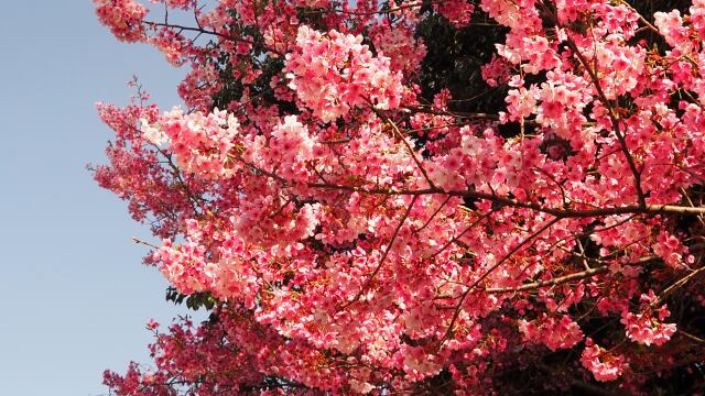 平野神社の桜