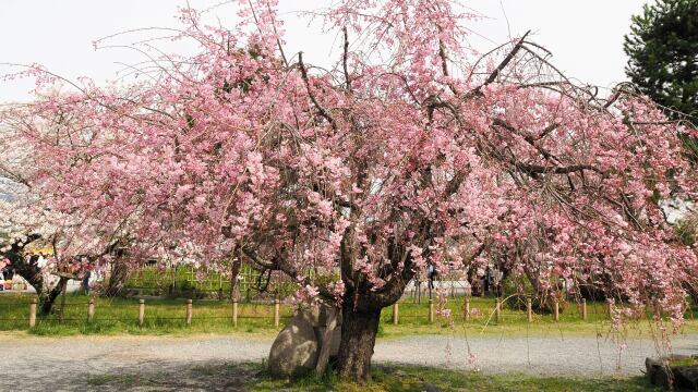 嵐山のしだれ桜