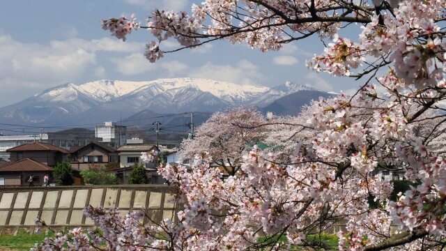 白石川堤の桜と蔵王山