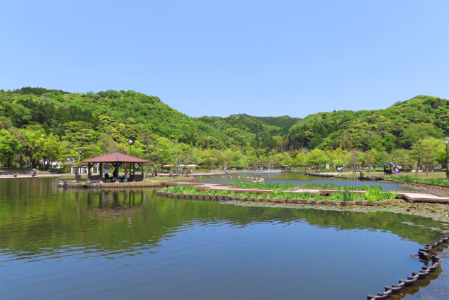 新緑の親水公園