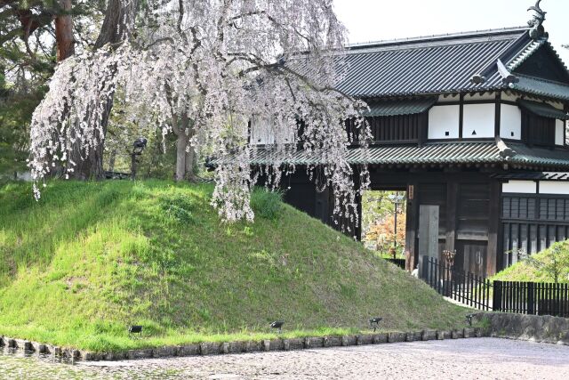 枝垂桜と花筏