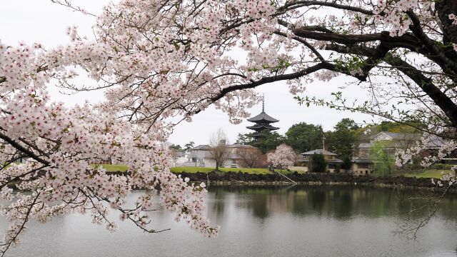 奈良公園の桜