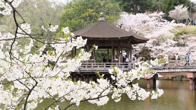 浮見堂の桜