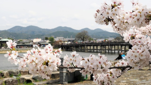 嵐山の桜