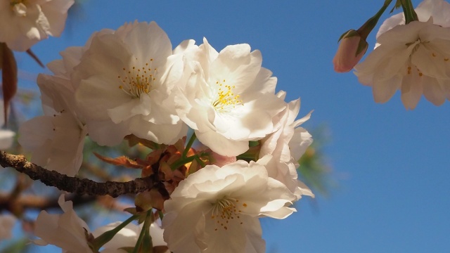 平野神社の桜