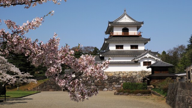 白石城の桜