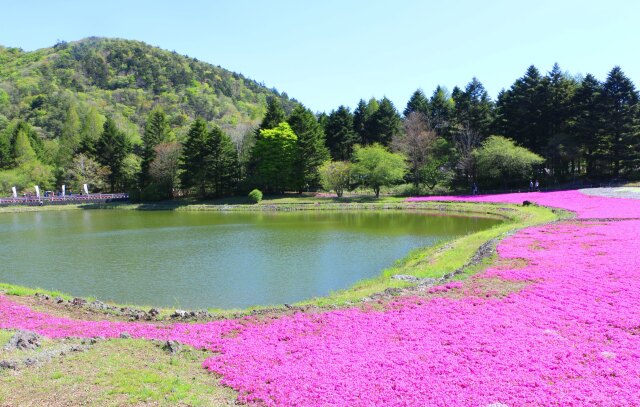 新緑と芝桜