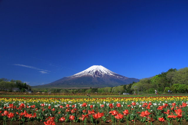 富士山とチューリップ