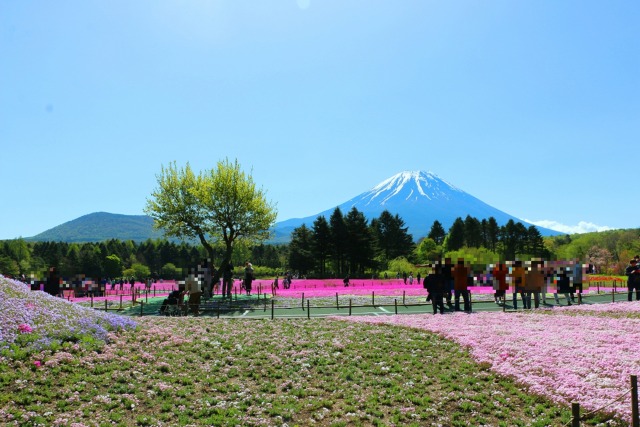 本栖湖芝桜