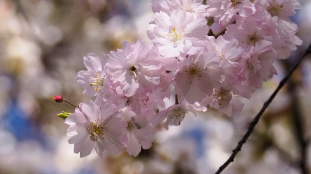 平野神社の桜