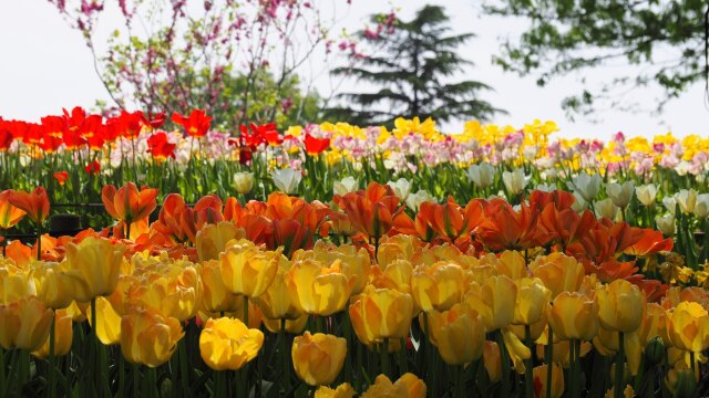 昭和記念公園のチューリップ