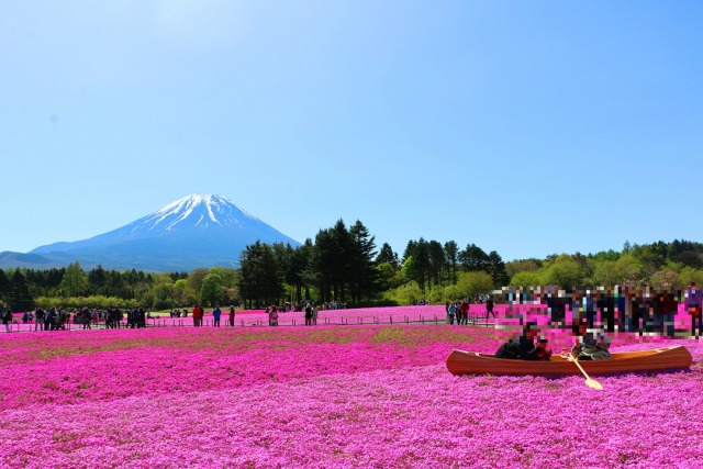 本栖湖芝桜