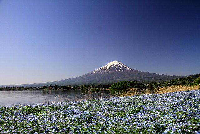 ネモフィラ&富士山