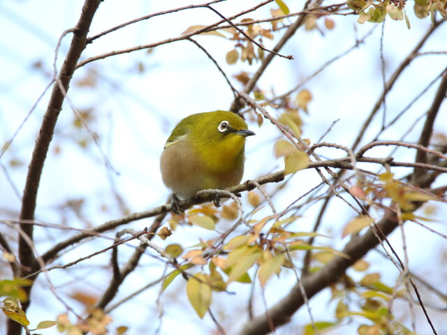 ウメジロー