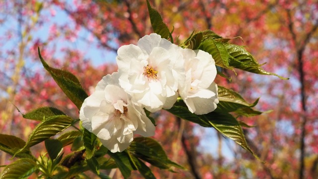 平野神社の桜