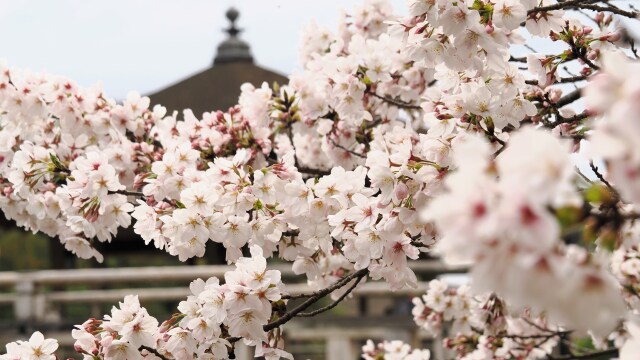 浮見堂の桜