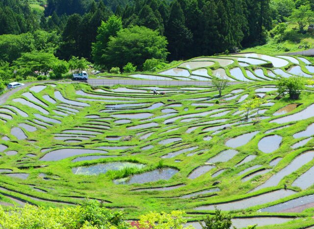 新緑の千枚田