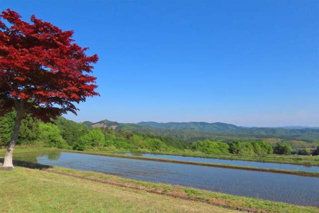 山里 田植え始まる 2