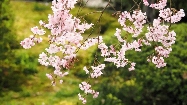 平安神宮のしだれ桜