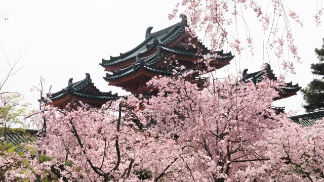 平安神宮のしだれ桜