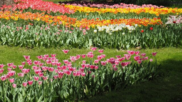 昭和記念公園のチューリップ