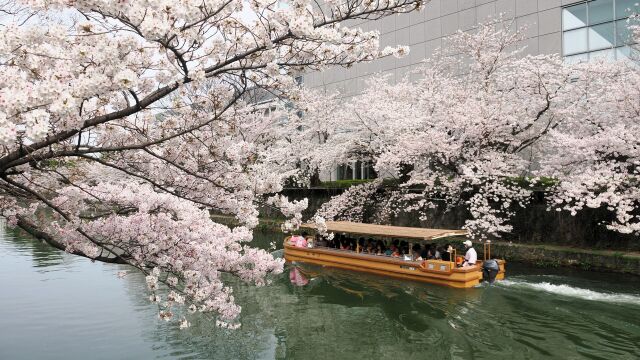 岡崎疏水の桜と十石舟