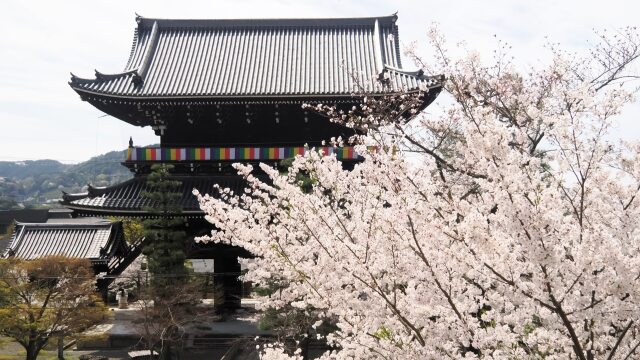 金戒光明寺の桜