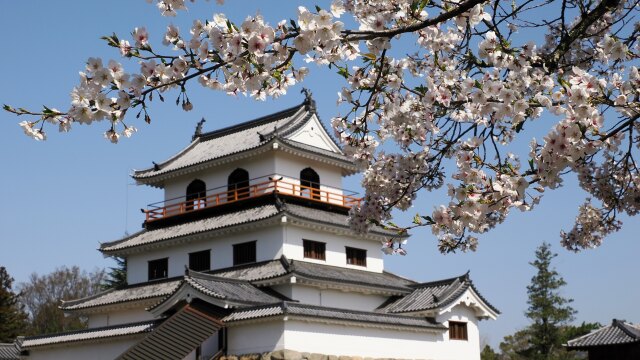 白石城の桜