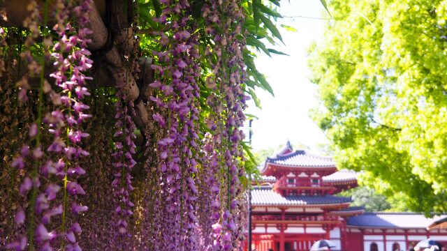 平等院の藤