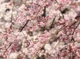 嵐山のしだれ桜